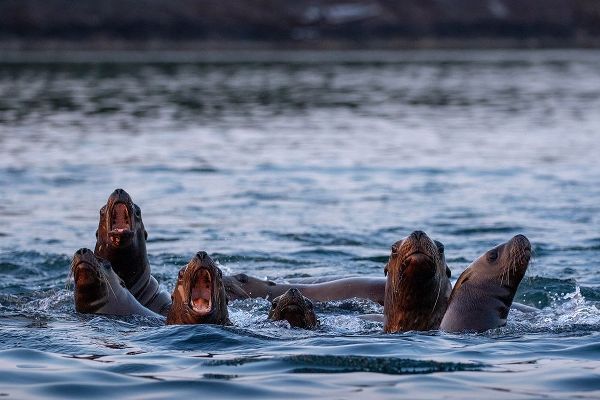 Alaska-Steller Sea Lions gather at edge of haul out along Frederick Sound on summer evening